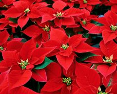 Tapeta Nature Flowers 513.jpg